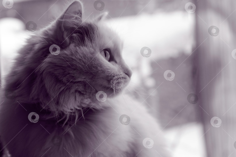 Скачать Милая белая кошечка смотрит в окно фотосток Ozero
