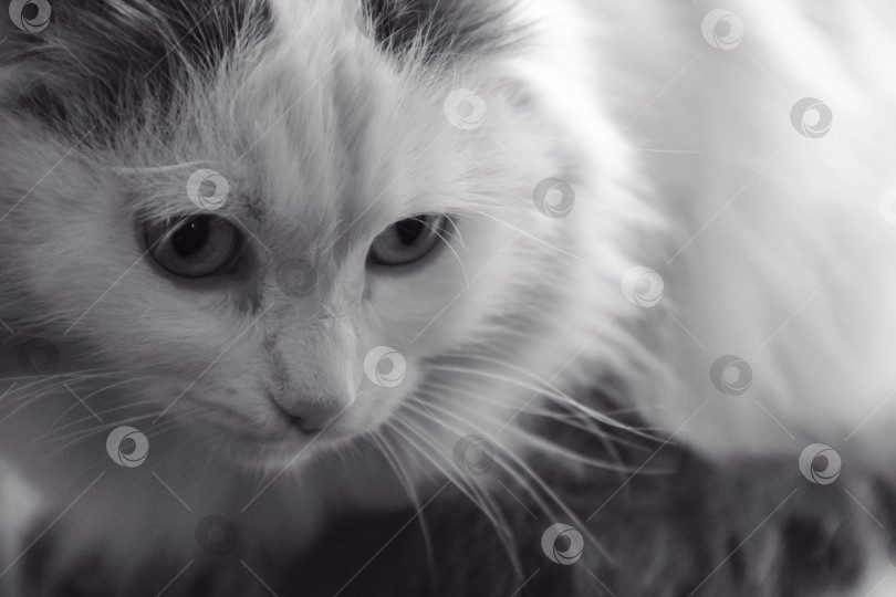 Скачать Монохромное величие: Пушистый кошачий портрет крупным планом, черно-белый кот фотосток Ozero