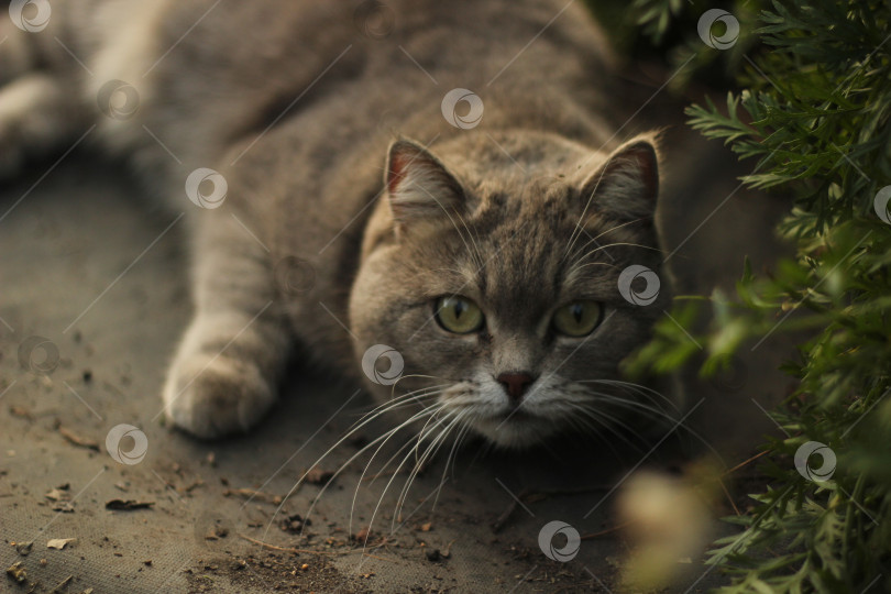 Скачать Полосатый кот прячется в траве фотосток Ozero