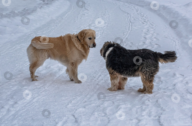 Скачать Две собаки Золотистый ретривер и Каталонская овчарка встретились на зимней дороге фотосток Ozero