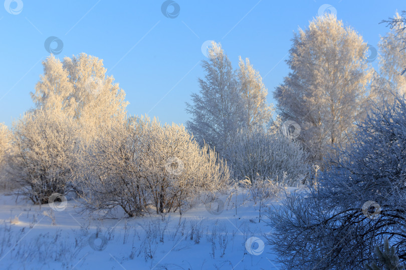 Скачать зимний лес фотосток Ozero