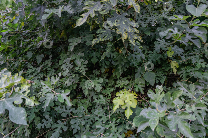 Скачать листья фотосток Ozero