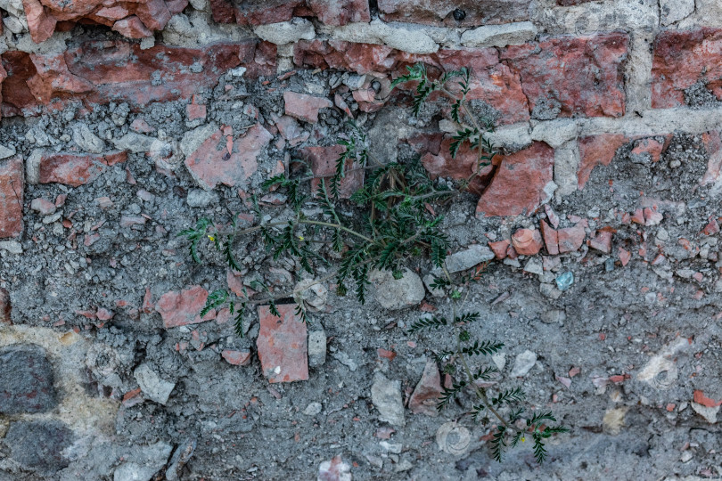 Скачать стена фотосток Ozero