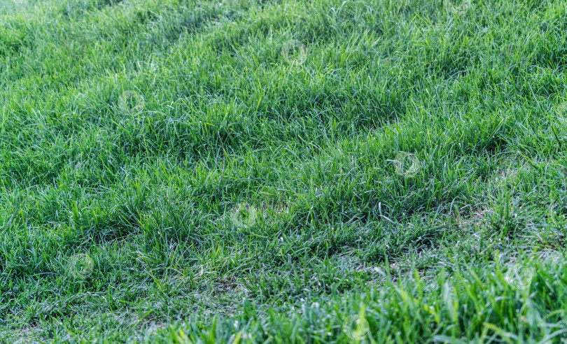 Скачать газон фотосток Ozero