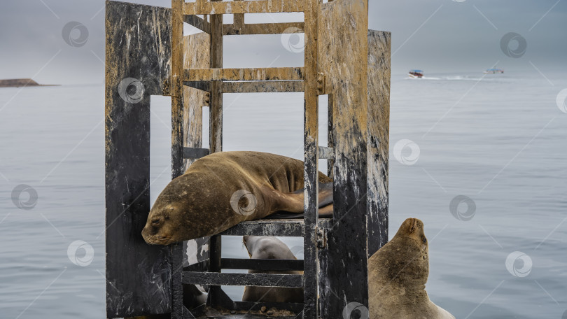 Скачать Дикие морские котики отдыхают на буйке в океане. фотосток Ozero