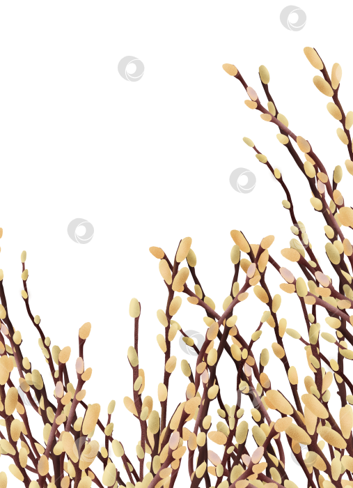 Скачать Ветки ивы с нежными бутонами, собранные в весеннюю ботаническую композицию на светлом фоне. Сезонный элемент, подходящий для пасхальных дизайнов, открыток, шаблонов и декоративных проектов. фотосток Ozero