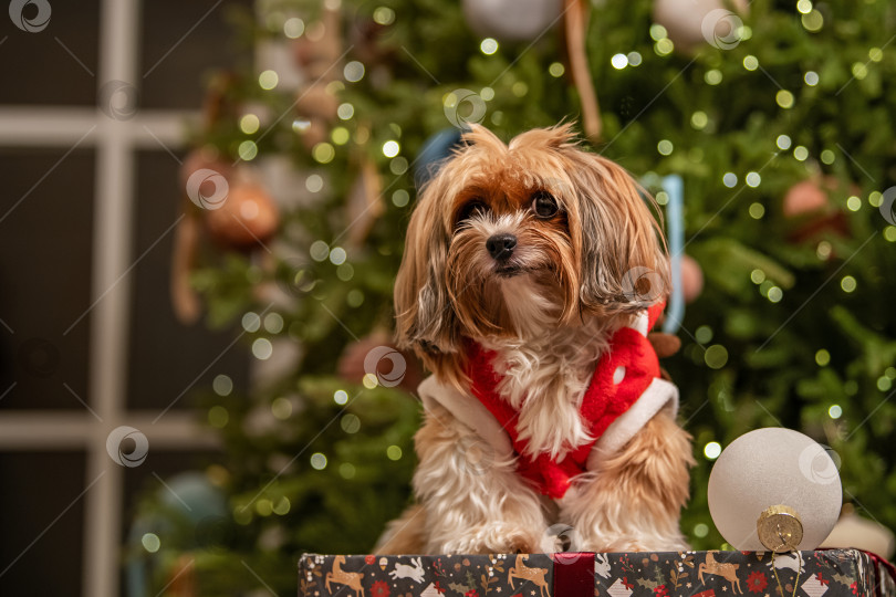 Скачать Симпатичная собачка в рождественском наряде празднует праздничный сезон. Праздничное животное на подарочной коробке с размытым фоном рождественской елки. фотосток Ozero