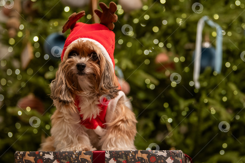 Скачать Милая собачка в шапке с оленем и красном свитере сидит на рождественском подарке перед размытой гирляндами елкой фотосток Ozero