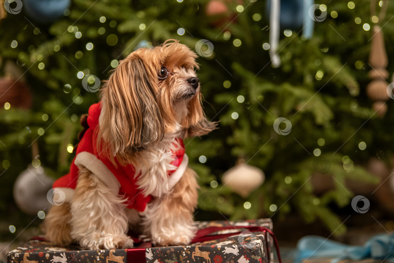Скачать Симпатичная собачка в рождественском наряде празднует праздничный сезон. Праздничное животное на подарочной коробке с размытым фоном рождественской елки. фотосток Ozero