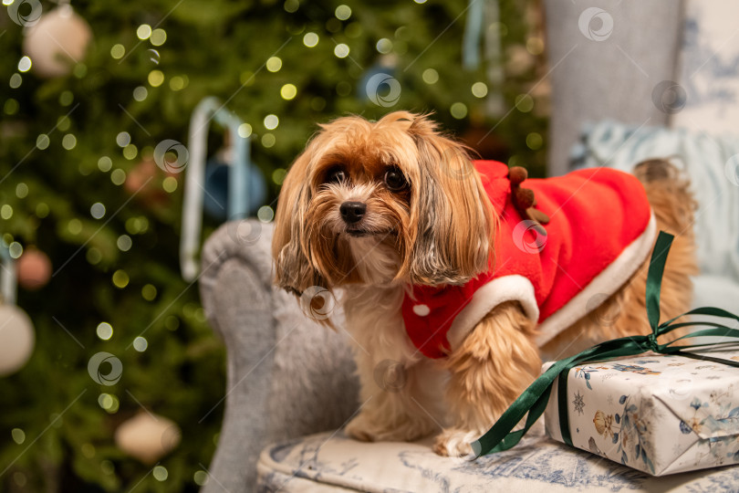 Скачать Симпатичная маленькая собачка в красном костюме Санты сидит рядом с завернутым рождественским подарком, на заднем плане - огни боке фотосток Ozero