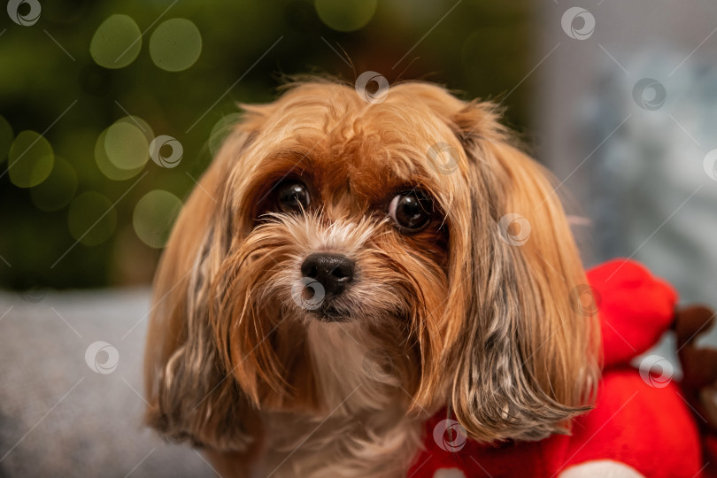 Скачать Милый щенок чихуахуа с большими черными глазами сидит рядом с красной игрушкой. Домашнее животное в праздничной обстановке фотосток Ozero