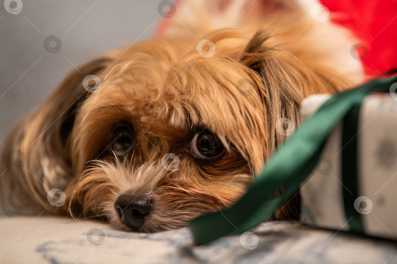 Скачать Симпатичный йоркширский терьер на одеяле смотрит в камеру с подарком. Концепция домашнего питомца на Рождество. фотосток Ozero