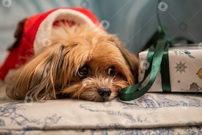 Скачать Симпатичный йоркширский терьер на одеяле смотрит в камеру с подарком. Концепция домашнего питомца на Рождество. фотосток Ozero