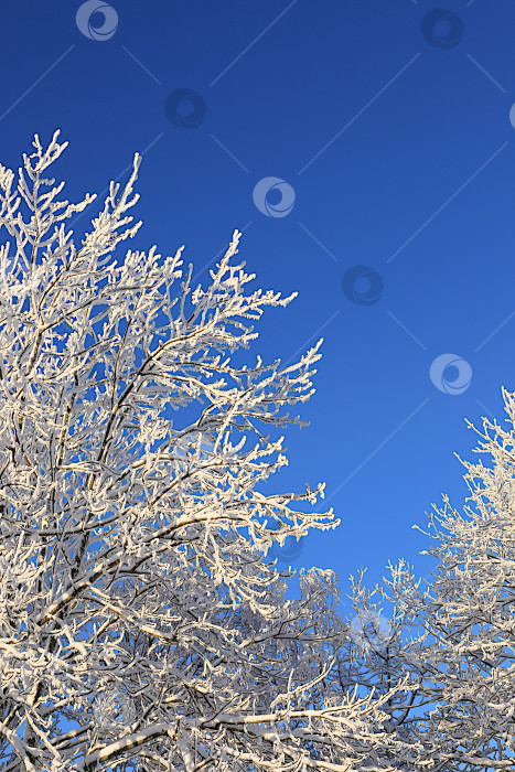 Скачать Сказочно красивые деревья в толстом слое инея и снега в сильный мороз на фоне голубого неба.Прекрасная зимняя пригласительная открытка для туристов.Прелесть холодного времени года для путешествий в экстремальных условиях фотосток Ozero