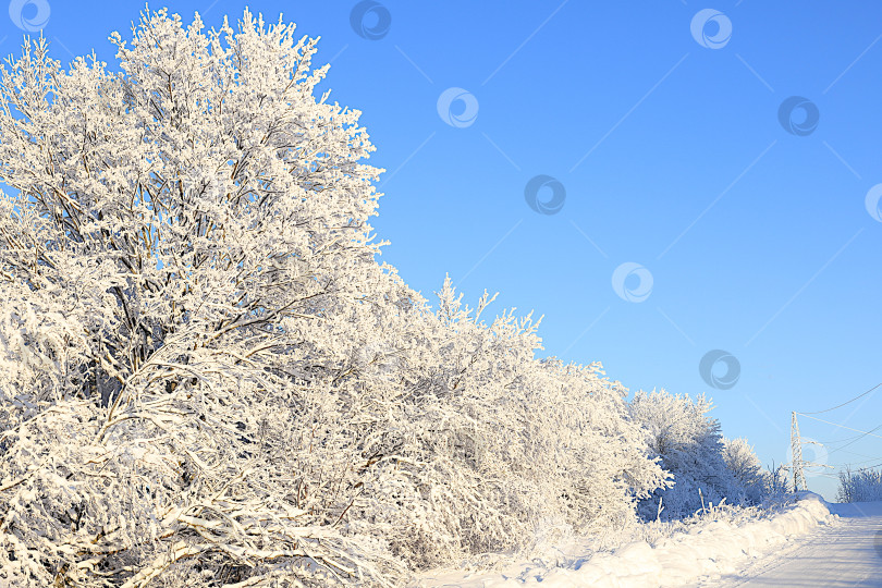 Скачать Зимний пейзаж Центральной России.Сказочно красивые деревья в толстом слое инея и снега в сильный мороз.Красивая зимняя пригласительная открытка для туристов.Красота холодного времени года для путешествий в экстремальных условиях фотосток Ozero