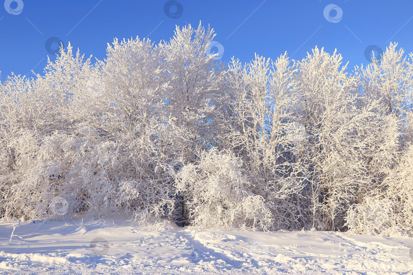 Скачать Сказочно красивые деревья в толстом слое инея и снега в сильный мороз на фоне голубого неба.Прекрасная зимняя пригласительная открытка для туристов.Прелесть холодного времени года для путешествий в экстремальных условиях фотосток Ozero