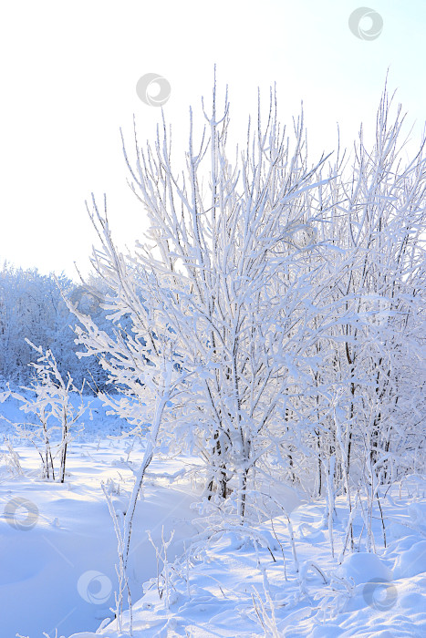 Скачать Зимний пейзаж Центральной России.Сказочно красивые деревья в толстом слое инея и снега в сильный мороз.Красивая зимняя пригласительная открытка для туристов.Красота холодного времени года для путешествий в экстремальных условиях фотосток Ozero