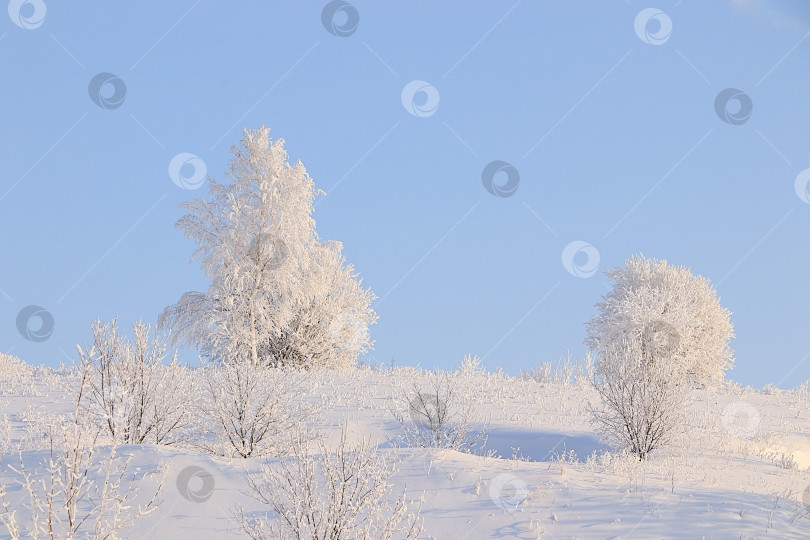 Скачать Зимний пейзаж Центральной России.Сказочно красивые деревья в толстом слое инея и снег в сильный мороз.Красивая зимняя пригласительная открытка для туристов.Прелесть холодного времени года для путешествий в экстремальных условиях фотосток Ozero