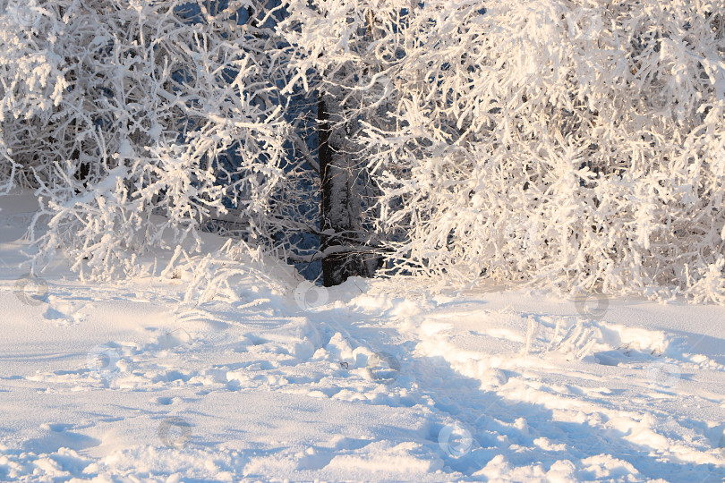 Скачать Зимний пейзаж Центральной России.Сказочно красивые деревья в толстом слое инея и снега в сильный мороз.Красивая зимняя пригласительная открытка для туристов.Красота холодного времени года для путешествий в экстремальных условиях фотосток Ozero