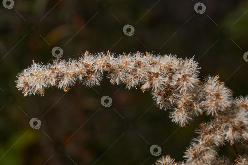 Скачать Канадский золотарник в солнечном свете. Природная красота канадского золотарника в макросъемке. фотосток Ozero