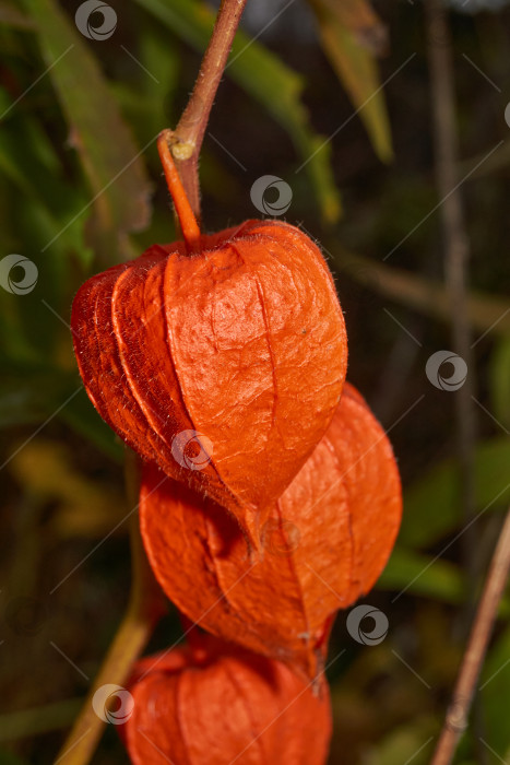Скачать Яркий физалис в лучах теплого осеннего солнца. Оранжевый физалис-фонарь на стебле. фотосток Ozero