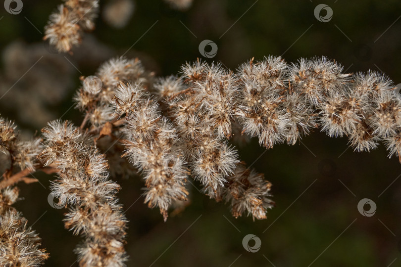 Скачать Канадский золотарник в солнечном свете. Природная красота канадского золотарника в макросъемке. фотосток Ozero