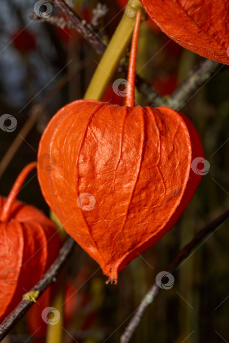 Скачать Яркий физалис в лучах теплого осеннего солнца. Оранжевый физалис-фонарь на стебле. фотосток Ozero