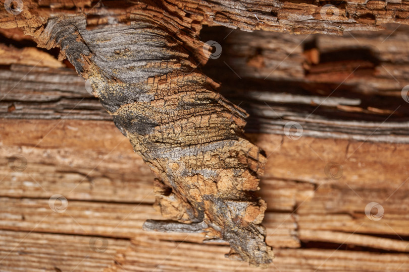 Скачать Старое дерево на стыке ветки и ствола. фотосток Ozero