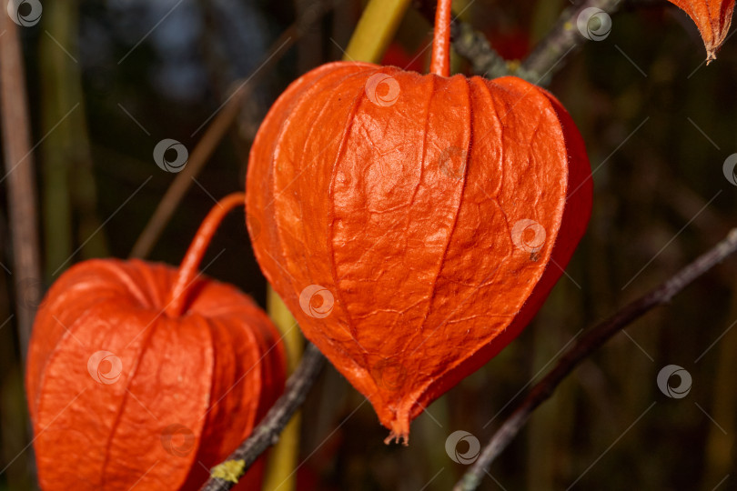 Скачать Яркий физалис в лучах теплого осеннего солнца. Оранжевый физалис-фонарь на стебле. фотосток Ozero
