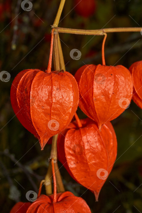 Скачать Яркий физалис в лучах теплого осеннего солнца. Оранжевый физалис-фонарь на стебле. фотосток Ozero