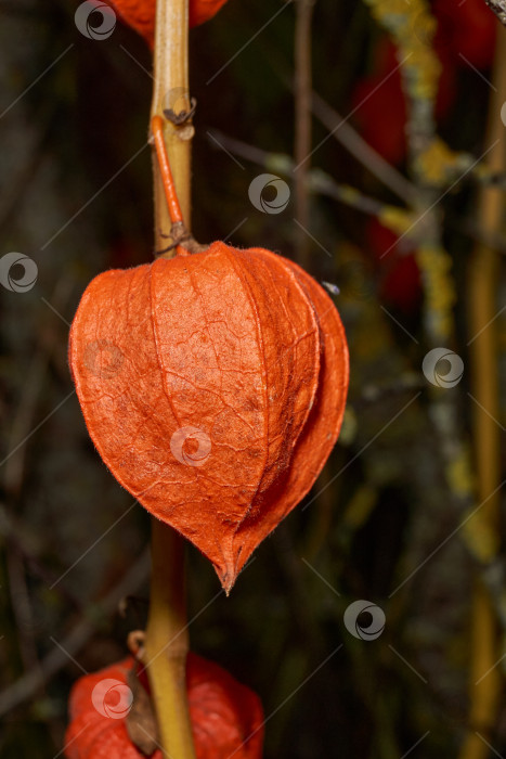 Скачать Яркий физалис в лучах теплого осеннего солнца. Оранжевый физалис-фонарь на стебле. фотосток Ozero
