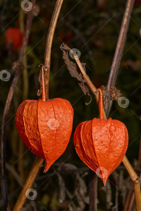 Скачать Яркий физалис в лучах теплого осеннего солнца. Оранжевый физалис-фонарь на стебле. фотосток Ozero