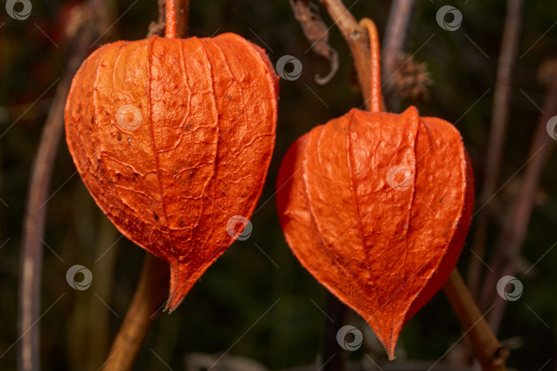 Скачать Яркий физалис в лучах теплого осеннего солнца. Оранжевый физалис-фонарь на стебле. фотосток Ozero