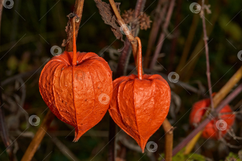 Скачать Яркий физалис в лучах теплого осеннего солнца. Оранжевый физалис-фонарь на стебле. фотосток Ozero