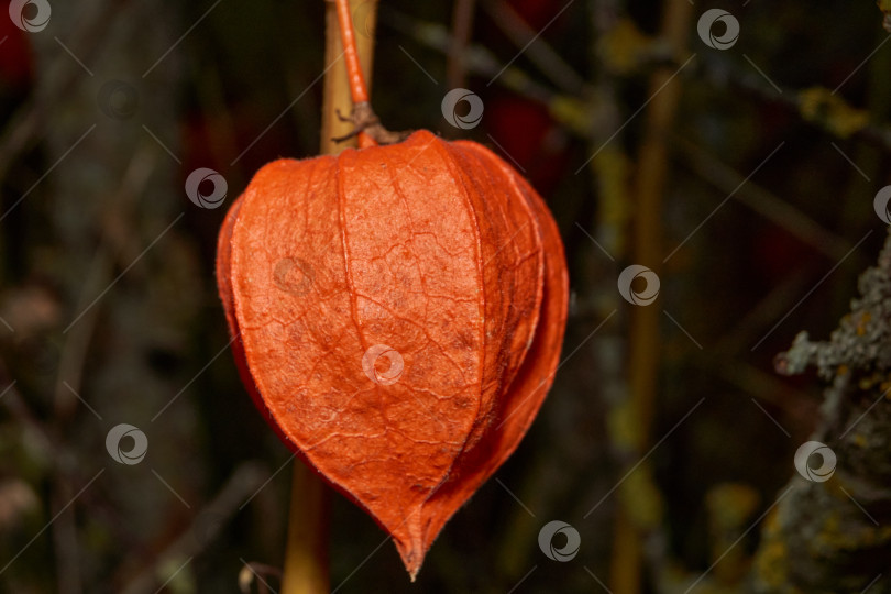 Скачать Яркий физалис в лучах теплого осеннего солнца. Оранжевый физалис-фонарь на стебле. фотосток Ozero