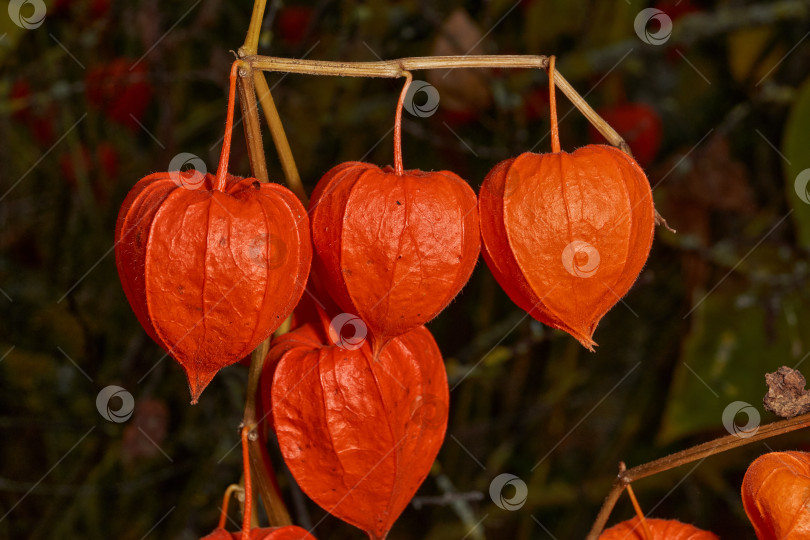 Скачать Яркий физалис в лучах теплого осеннего солнца. Оранжевый физалис-фонарь на стебле. фотосток Ozero