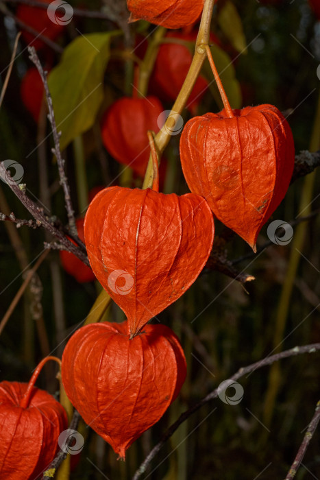 Скачать Яркий физалис в лучах теплого осеннего солнца. Оранжевый физалис-фонарь на стебле. фотосток Ozero