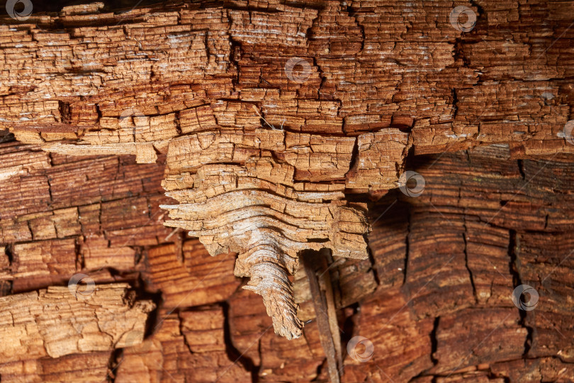 Скачать Старое дерево на стыке ветки и ствола. фотосток Ozero