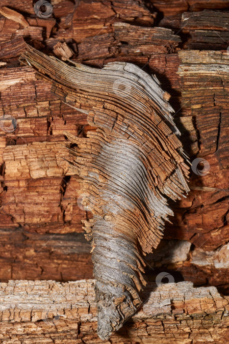 Скачать Старое дерево на стыке ветки и ствола. фотосток Ozero