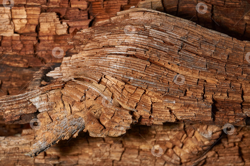 Скачать Старое дерево на стыке ветки и ствола. фотосток Ozero