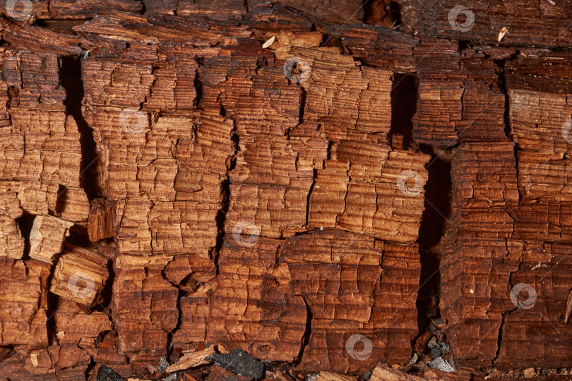 Скачать Макросъемка структуры древесины с видимыми трещинами и наслоениями. фотосток Ozero