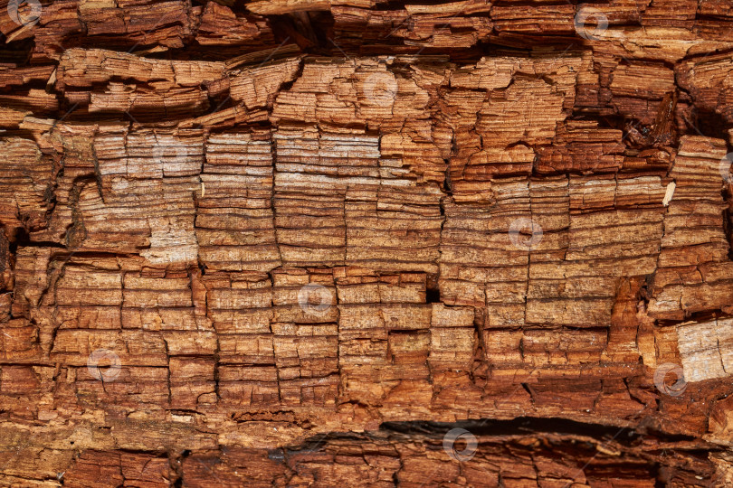 Скачать Макросъемка структуры древесины с видимыми трещинами и наслоениями. фотосток Ozero