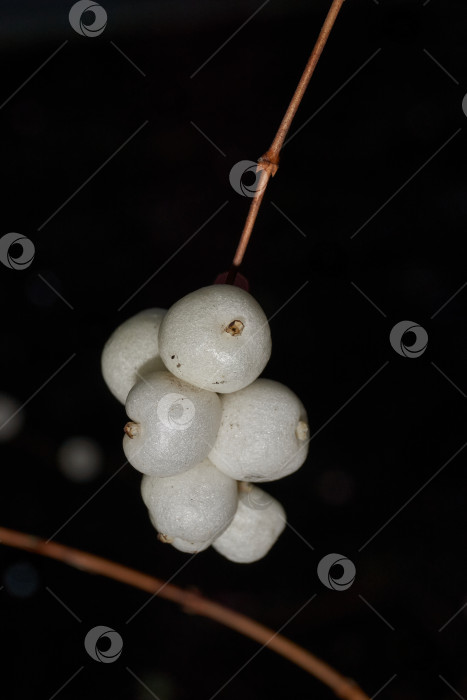 Скачать Крупный план белой грозди снежноягодника. Макросъемка плодов снежноягодника. фотосток Ozero