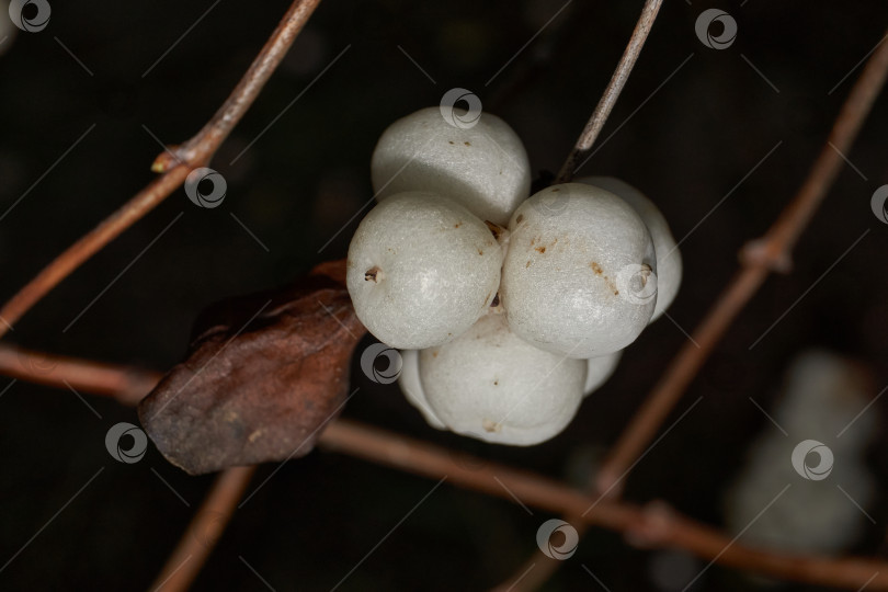 Скачать Крупный план белой грозди снежноягодника. Макросъемка плодов снежноягодника. фотосток Ozero