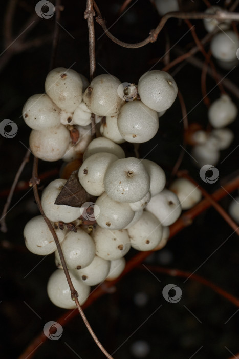 Скачать Крупный план белой грозди снежноягодника. Макросъемка плодов снежноягодника. фотосток Ozero