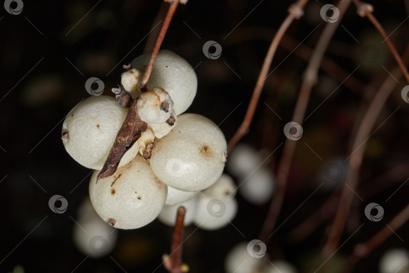 Скачать Крупный план белой грозди снежноягодника. Макросъемка плодов снежноягодника. фотосток Ozero