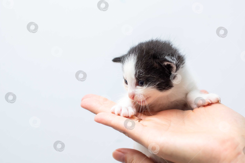 Скачать Объятия крошечного котенка, крупный план хрупкого котенка, демонстрирующего доверие и нежную заботу фотосток Ozero