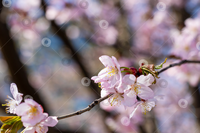 Скачать Детальный вид ветки дерева, украшенной красивыми розовыми цветами, крупным планом фотосток Ozero