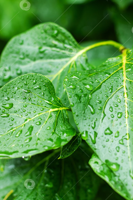 Скачать Увеличенное изображение влажных листьев с детализированной структурой прожилок и спокойной обстановкой. фотосток Ozero