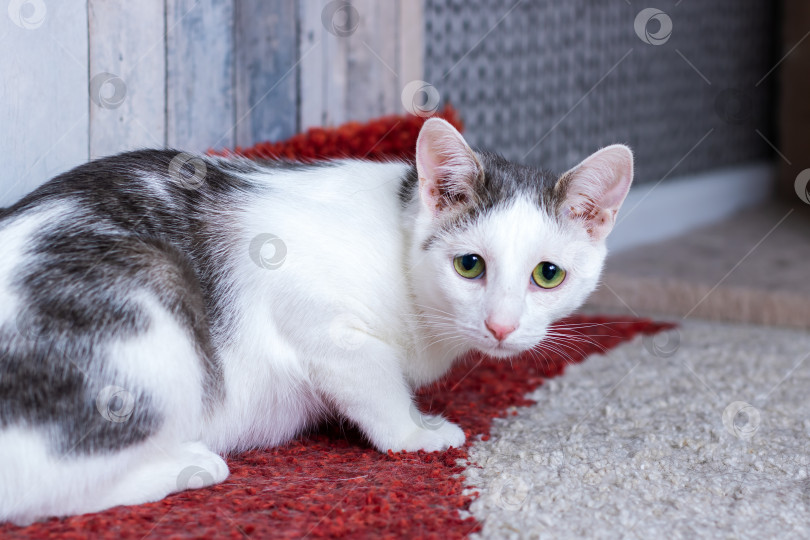 Скачать Полная надежд кошка отдыхает на цветастом коврике в помещении, молодая кошка с мягкой шерстью и пытливыми глазами в помещении фотосток Ozero